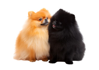 Obraz premium Two Pomeranian dogs, orange and black Pomeranian dogs play together funny isolated on a transparent background