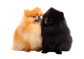 Two Pomeranian dogs, orange and black Pomeranian dogs play together funny isolated on a transparent background