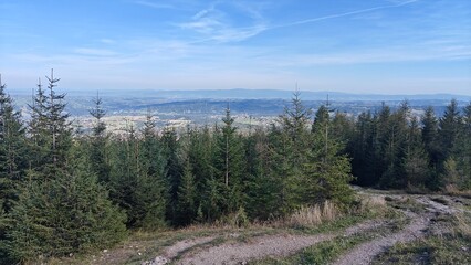 Mountain View with Pines