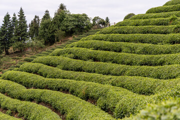 Aerial drone view on agricultural areas, tea plantations in Sichuan province, China