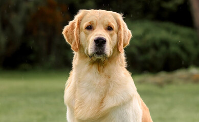 close up portrait of golden retriever
