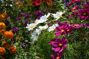 Sommerblumenbeet