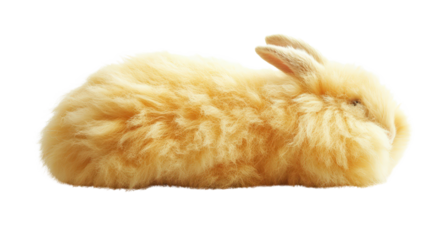 Angora rabbit isolated on white background Transparent background, PNG