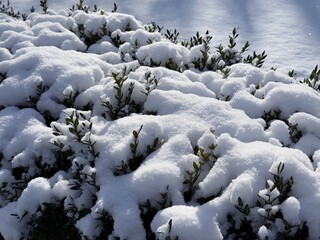 Winter snow covered boxwood shrubs.