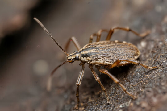 haemaphysalis longicornis tick bug concept closeup concepto kene garrapata haemaphysalis longicornis haemaphysalis longicornis tick bug concept