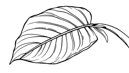 Large stylized tropical leaf (monstera or banana leaf) drawn in one continuous line.