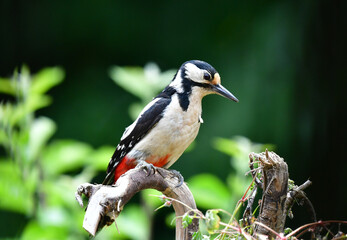 Naklejka premium Buntspecht Weiblich