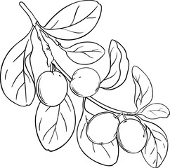 Ximenia Branch with Fruits and Leaves Outline Illustration
