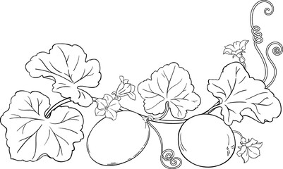 Melon Plant with Fruit Outline Illustration