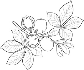 Mongongo Branch with Flowers Nuts and Leaves Outline Illustration.
