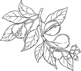 Nutmeg Branch with Flowers Nuts Outline Illustration. Organic natural nutritional healthy food ingredient, vegetarian diet product.
