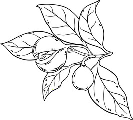 Nutmeg Branch with Flowers Nuts Outline Illustration. Organic natural nutritional healthy food ingredient, vegetarian diet product.
