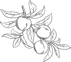 Peach Fruits on Branch  Outline Illustration.