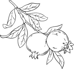 Pomegranate Branch with  Fruits  Outline Illustration