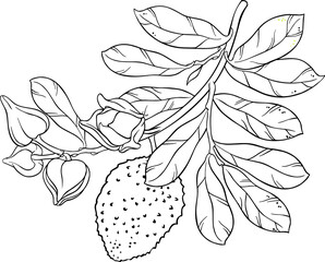 Soursop Branch with Flowers, Fruits and Leaves Outline Illustration.
