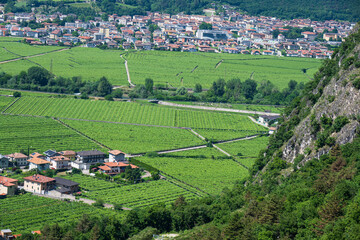 Grape fields next to Mezzocorona, Trentino , Italy.