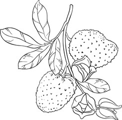 Soursop Branch with Flowers, Fruits and Leaves Outline Illustration.
