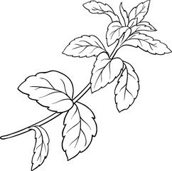 Stevia Branch Plant with Flowers and Leaves Outline Illustration. Natural sweetener for health care, sugar substitute. Organic nutritional dietary supplement.
