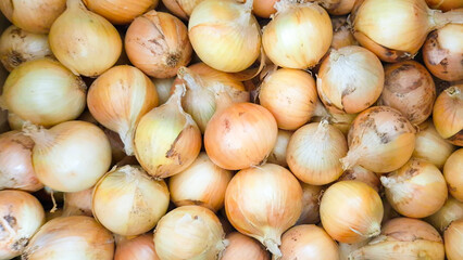 갓 수확한 햇 양파 Freshly harvested green onions
