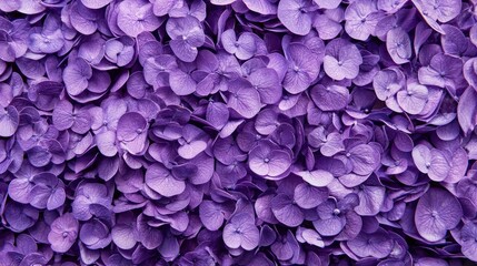 Purple hydrangea flowers in a close-up, with a blurred background.