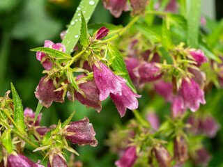 雨に濡れたホタルブクロの花