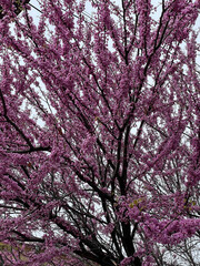 Branches of flowering tree on the background of the sky in spring in the garden