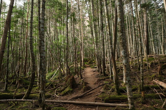 八ケ岳の森。wooden trail to the deep forest in Japan