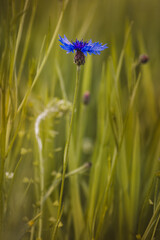 Cornflowers . Field plants on a sunny day in June . Close-up of a flower, blurred background .