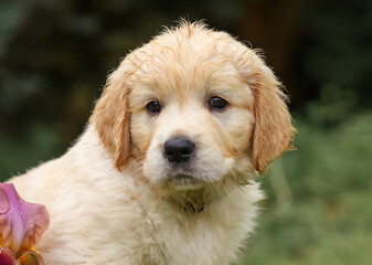 portrait of puppy dog ​​close up golden retriever labrador isolated