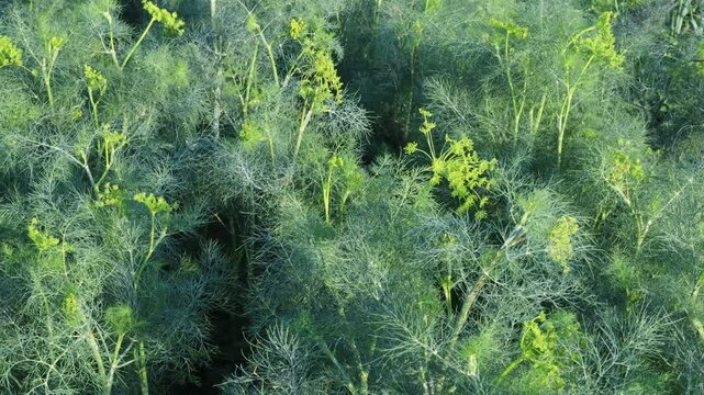 Green dill rows growing across sunlit farmland, displaying intricate leafy patterns and vibrant agricultural textures