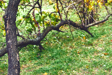 Fallen trunk of a broken tree felled by a storm at the root