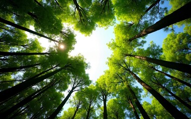 Low angle shot of tall trees with lush green foliage. View from below to the bright sky with sun shining through the leaves. Eco theme sustainability concept of carbon-negative forest. High quality