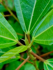 green leaves with nuts