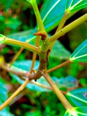 green leaves with nuts