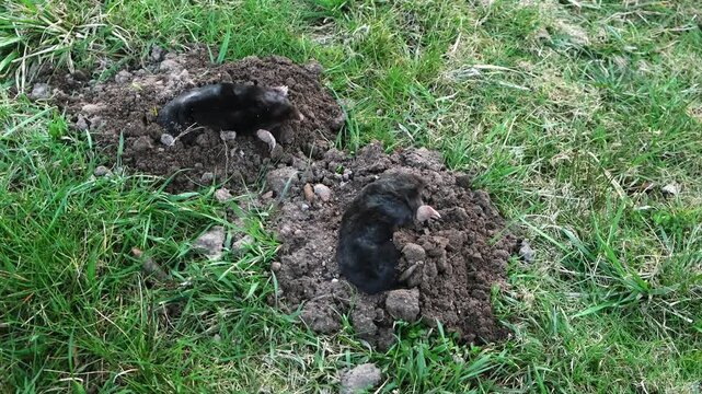Two moles is on the surface of molehill among green grass in the garden. Talpa europaea side view close-up. Animal with black fur. Garden pest concept. Lawn saving problems. High quality 4k footage.
