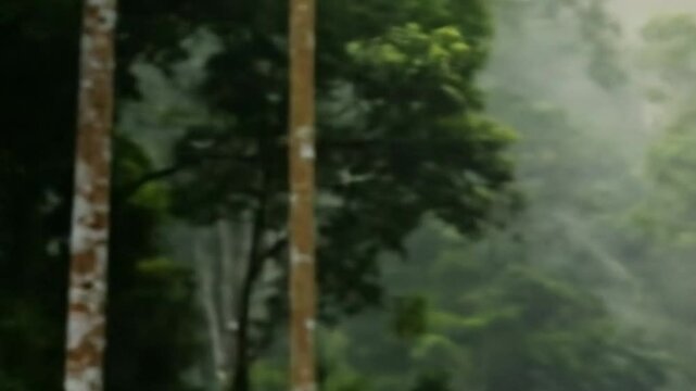 Misty rainforest canopy scene