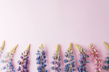 Lupine flowers on pink background