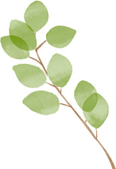 green leaf isolated on white background