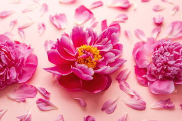 Fototapeta premium Pink peony flowers and petals on soft background in close composition