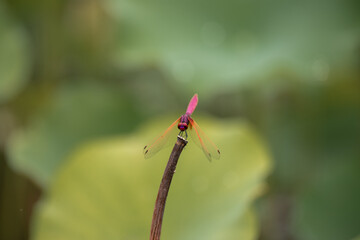 red dragonfly resting in pond