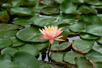 summer pink lily lotus  blooming in pond