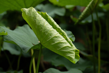 lotus leaf curled in summer