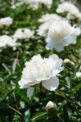 Beautiful white peonies blooming in a garden during spring season