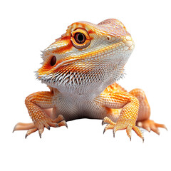 Obraz premium lizard on transparent background