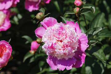 Pink peony blooms display vibrant colors in a sunny garden setting during spring