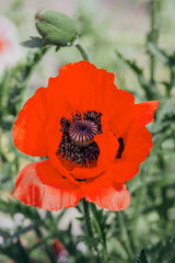 Bright red poppy flower blooming in a lush garden during springtime
