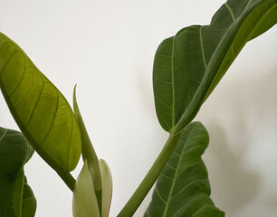 Sprouting tip of a rubber tree, young green leaves