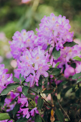 Blooming purple rhododendrons in a lush garden during spring season