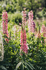 Beautiful lupine flowers blooming in a sunny garden