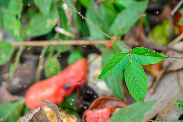 Rotting Tropical Fruits with Insects and Mold on Forest Floor in Natural Environment — Organic Decomposition, Biodiversity, Ecology